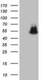 Nudix Hydrolase 12 antibody, TA805614, Origene, Western Blot image 