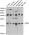 Cold-inducible RNA-binding protein antibody, 19-999, ProSci, Western Blot image 