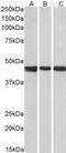 Prokineticin receptor 2 antibody, MBS421827, MyBioSource, Western Blot image 