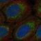 Mitochondrial Ribosomal Protein S15 antibody, HPA067137, Atlas Antibodies, Immunofluorescence image 