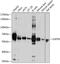 Inactive ubiquitin-specific peptidase 39 antibody, A06922, Boster Biological Technology, Western Blot image 