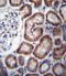 Iron Responsive Element Binding Protein 2 antibody, 56-572, ProSci, Immunohistochemistry frozen image 