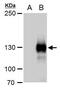 Run domain Beclin-1 interacting and cystein-rich containing protein antibody, PA5-35969, Invitrogen Antibodies, Western Blot image 