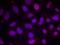 EGF Containing Fibulin Extracellular Matrix Protein 2 antibody, orb215157, Biorbyt, Immunocytochemistry image 
