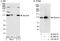 Gem Nuclear Organelle Associated Protein 4 antibody, A300-867A, Bethyl Labs, Immunoprecipitation image 