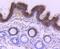 Keratin 1 antibody, NBP2-67544, Novus Biologicals, Immunohistochemistry paraffin image 