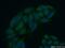 Mex-3 RNA Binding Family Member C antibody, 22882-1-AP, Proteintech Group, Immunofluorescence image 