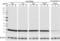 Histone H2B antibody, 606301, BioLegend, Western Blot image 