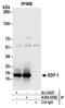 Endothelial differentiation-related factor 1 antibody, A304-039A, Bethyl Labs, Immunoprecipitation image 