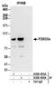 FOXO3A antibody, A300-453A, Bethyl Labs, Immunoprecipitation image 