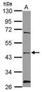 Neuromedin U Receptor 1 antibody, PA5-30376, Invitrogen Antibodies, Western Blot image 