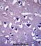 Coiled-Coil Domain Containing 117 antibody, abx027413, Abbexa, Immunohistochemistry paraffin image 