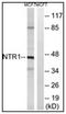Neurotensin receptor type 1 antibody, AP31172PU-N, Origene, Western Blot image 