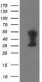 TMOD1 antibody, TA503173S, Origene, Western Blot image 