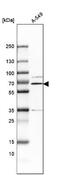 Protein Disulfide Isomerase Family A Member 4 antibody, NBP1-84795, Novus Biologicals, Western Blot image 