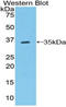 Raftlin antibody, LS-C296176, Lifespan Biosciences, Western Blot image 