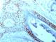 Nucleolin antibody, V2757IHC-7ML, NSJ Bioreagents, Immunohistochemistry frozen image 