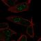 LKAAEAR Motif Containing 1 antibody, PA5-63307, Invitrogen Antibodies, Immunofluorescence image 