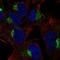 Sprouty RTK Signaling Antagonist 4 antibody, HPA072661, Atlas Antibodies, Immunocytochemistry image 