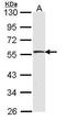 Serine/threonine-protein kinase MST4 antibody, TA308369, Origene, Western Blot image 