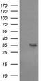 CD1c Molecule antibody, TA505399S, Origene, Western Blot image 