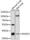 Ras Association Domain Family Member 2 antibody, 16-223, ProSci, Western Blot image 