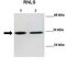 Renalase, FAD Dependent Amine Oxidase antibody, orb331056, Biorbyt, Western Blot image 