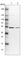 DERP5 antibody, HPA038400, Atlas Antibodies, Western Blot image 