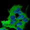 Tuj1 antibody, AMAb91395, Atlas Antibodies, Immunocytochemistry image 