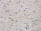 CD45RB antibody, orb248926, Biorbyt, Immunohistochemistry paraffin image 