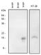 SNCG antibody, SP6000S, Origene, Western Blot image 