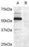 Doublecortin Domain Containing 2 antibody, MBS420508, MyBioSource, Western Blot image 