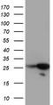 Regulator of G-protein signaling 16 antibody, TA503946, Origene, Western Blot image 