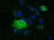 Myo-Inositol Oxygenase antibody, LS-C115435, Lifespan Biosciences, Immunofluorescence image 