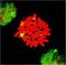 Heat Shock Transcription Factor 1 antibody, orb67320, Biorbyt, Immunofluorescence image 