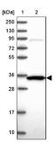 Proline Rich 32 antibody, NBP2-14639, Novus Biologicals, Western Blot image 