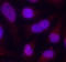 Myocyte Enhancer Factor 2A antibody, LS-C336041, Lifespan Biosciences, Immunofluorescence image 