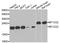 Mitochondrially Encoded Cytochrome C Oxidase II antibody, STJ110015, St John