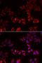 Hnf-4 antibody, orb135674, Biorbyt, Immunofluorescence image 