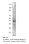 Abraxas 1, BRCA1 A Complex Subunit antibody, MBS540160, MyBioSource, Western Blot image 