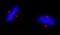 ALMS1 Centrosome And Basal Body Associated Protein antibody, NB100-97823, Novus Biologicals, Immunofluorescence image 