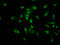 H12 antibody, LS-C670351, Lifespan Biosciences, Immunofluorescence image 