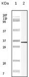 Endonuclease, Poly(U) Specific antibody, 32-201, ProSci, Western Blot image 