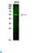 Forkhead Box O4 antibody, LS-C813511, Lifespan Biosciences, Western Blot image 