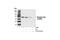 Zeta Chain Of T Cell Receptor Associated Protein Kinase 70 antibody, 2701S, Cell Signaling Technology, Western Blot image 