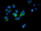Calcium-binding and coiled-coil domain-containing protein 2 antibody, TA502054, Origene, Immunofluorescence image 