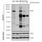 VPS35 Retromer Complex Component antibody, NBP2-78827, Novus Biologicals, Immunoprecipitation image 