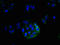 MAS Related GPR Family Member X3 antibody, orb35954, Biorbyt, Immunofluorescence image 