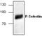 Selectin P antibody, GTX59804, GeneTex, Western Blot image 