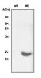 HspB5 antibody, SM6011, Origene, Western Blot image 